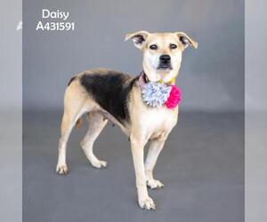 Labrador Retriever Dogs for adoption in Conroe, TX, USA