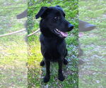 Small #3 Labrador Retriever Mix