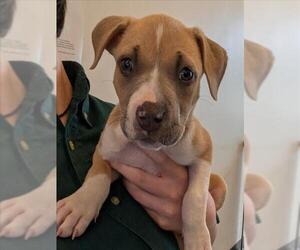 American Pit Bull Terrier-Black Mouth Cur Mix Dogs for adoption in Plano, TX, USA