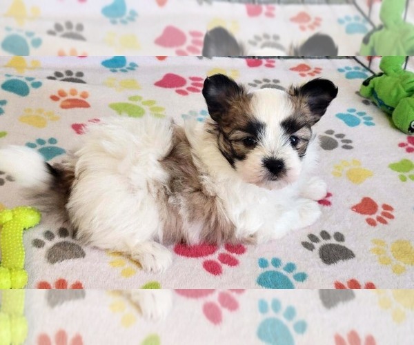 Medium Photo #10 Papitese Puppy For Sale in ORO VALLEY, AZ, USA