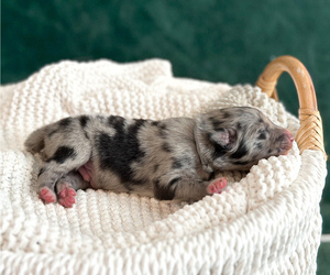 Australian Shepherd Puppy for sale in BOUTON, IA, USA