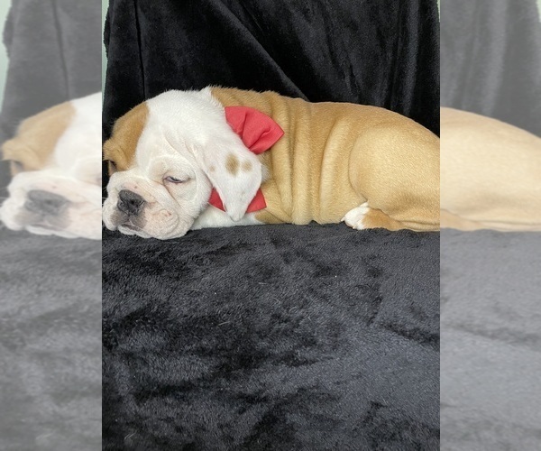Medium Photo #1 Olde English Bulldogge Puppy For Sale in BEECH GROVE, IN, USA