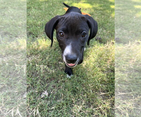 Medium Photo #5 Mutt Puppy For Sale in Sheboygan, WI, USA