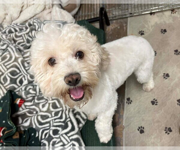 Medium Photo #5 Poodle (Miniature)-Unknown Mix Puppy For Sale in Phoenix, AZ, USA