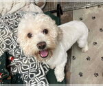 Small #4 Poodle (Miniature) Mix
