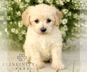 Bichpoo Puppy for sale in GORDONVILLE, PA, USA