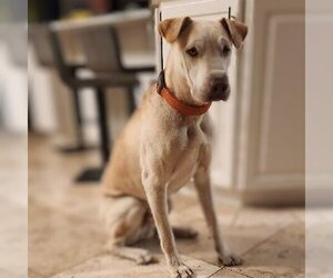 Chinese Shar-Pei Dogs for adoption in Vail, AZ, USA