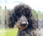 Small #4 Poodle (Miniature)