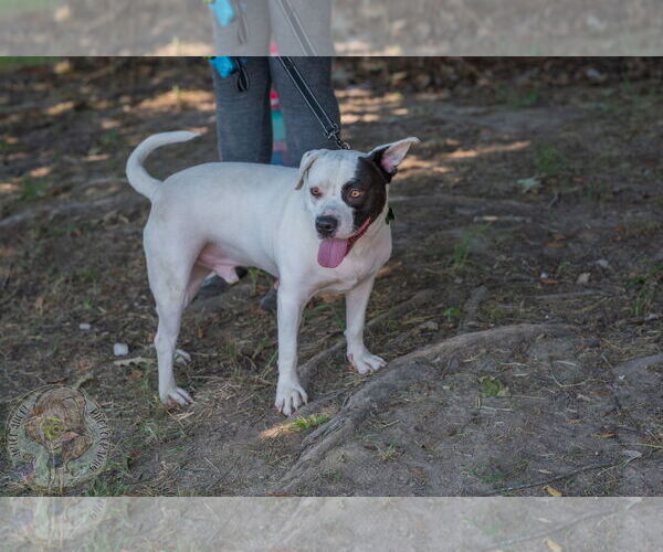 Medium Photo #4 American Pit Bull Terrier-Unknown Mix Puppy For Sale in Munford, TN, USA