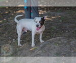 Small #3 American Pit Bull Terrier Mix