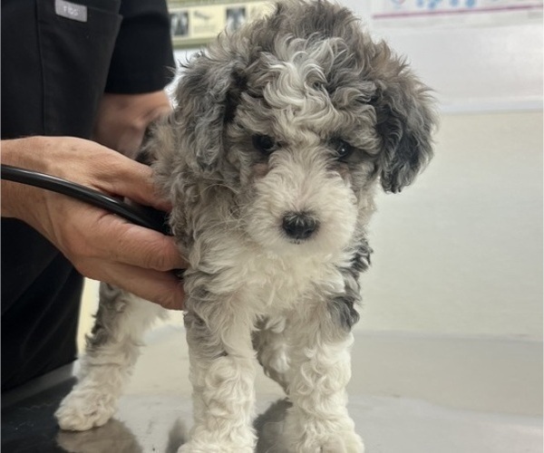 Medium Photo #91 Sheepadoodle Puppy For Sale in HUNTINGTON BEACH, CA, USA