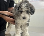 Small Photo #91 Sheepadoodle Puppy For Sale in HUNTINGTON BEACH, CA, USA
