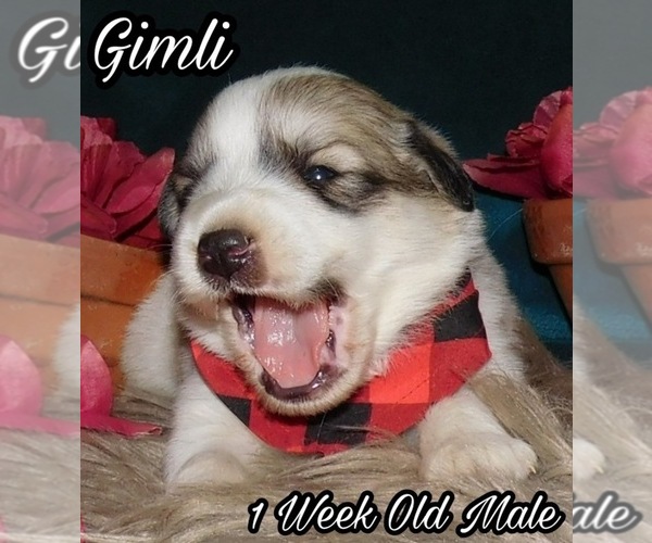Medium Photo #20 Great Pyrenees Puppy For Sale in HILLSVILLE, VA, USA