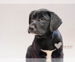 Small #2 Labrador Retriever Mix