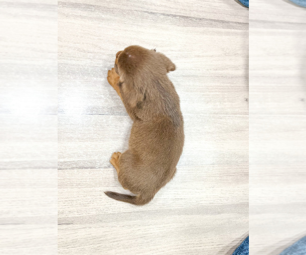Medium Photo #4 Beaglier Puppy For Sale in MILLERSBURG, OH, USA