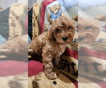 Small Photo #10 Cavapoo Puppy For Sale in GREENWOOD, WI, USA