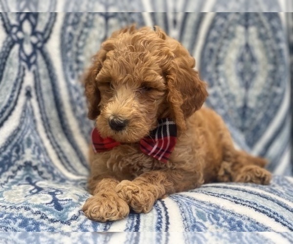 Medium Photo #7 Goldendoodle-Poodle (Standard) Mix Puppy For Sale in LAKELAND, FL, USA