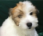 Small Photo #20 Havanese Puppy For Sale in FENTON, MO, USA