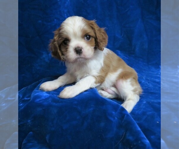 Medium Photo #9 Cavalier King Charles Spaniel Puppy For Sale in NORWOOD, MO, USA