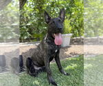 Small #1 Dutch Shepherd  Mix