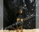 Small #5 Doberman Pinscher