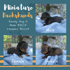 Dachshund Puppy for sale in LE MARS, IA, USA