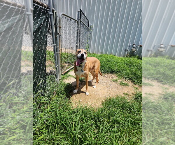 Medium Photo #1 Mutt Puppy For Sale in Evansville, IN, USA