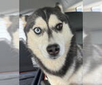 Small #6 Siberian Husky