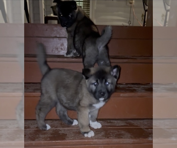 Medium Photo #1 Akita Puppy For Sale in LOUISVILLE, KY, USA