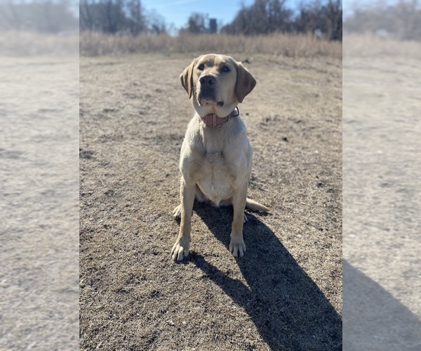 Medium Photo #1 Labrador Retriever Puppy For Sale in FREDERICK, SD, USA