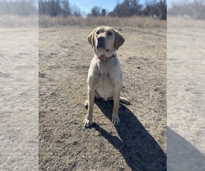 Mother of the Labrador Retriever puppies born on 09/08/2026