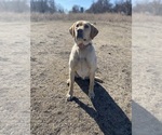 Small Photo #1 Labrador Retriever Puppy For Sale in FREDERICK, SD, USA