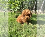 Small Photo #2 Poodle (Miniature) Puppy For Sale in INDIAN TRAIL, NC, USA