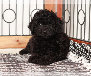Poodle (Miniature) Puppy for sale in NAPLES, FL, USA