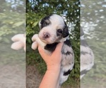 Small #5 Aussiedoodle