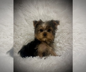 Yorkshire Terrier Puppy for sale in PEEBLES, OH, USA