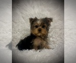Image preview for Ad Listing. Nickname: Male Yorkie