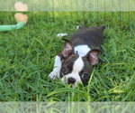 Small #10 Boston Terrier