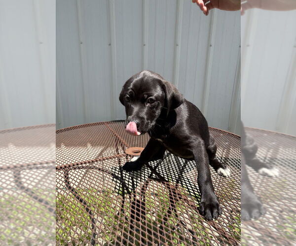 Medium Photo #1 Labrador Retriever-Unknown Mix Puppy For Sale in Bolivar, MO, USA