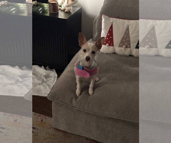 Medium Photo #4 Chihuahua-Unknown Mix Puppy For Sale in Plainfield, IL, USA