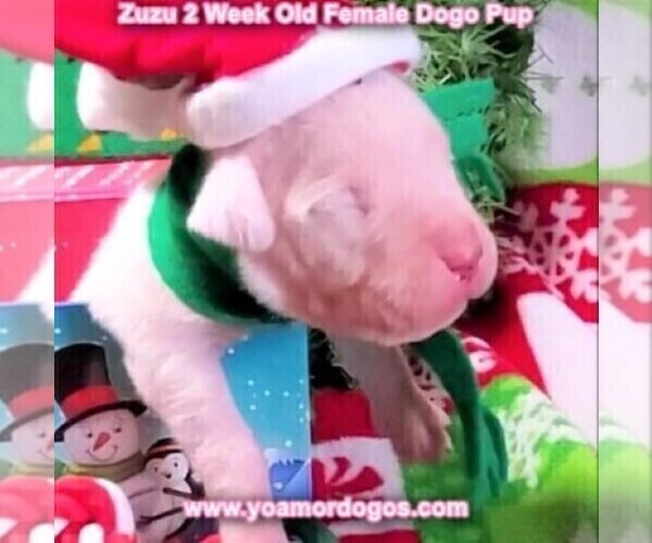 Medium Photo #34 Dogo Argentino Puppy For Sale in PINEVILLE, MO, USA