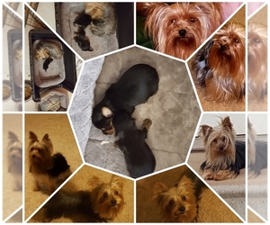 Yorkshire Terrier Puppy for sale in CHICKASHA, OK, USA