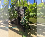 Small Photo #2 Mutt Puppy For Sale in Springdale, PA, USA
