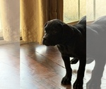 Small #2 Cane Corso
