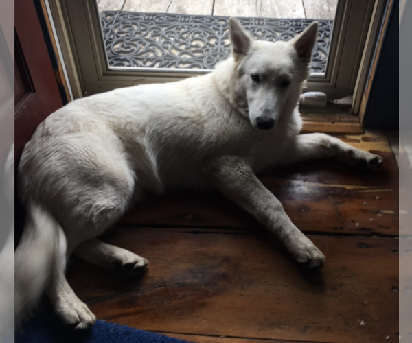 Medium Photo #1 German Shepherd Dog Puppy For Sale in BLOOMSBURY, NJ, USA