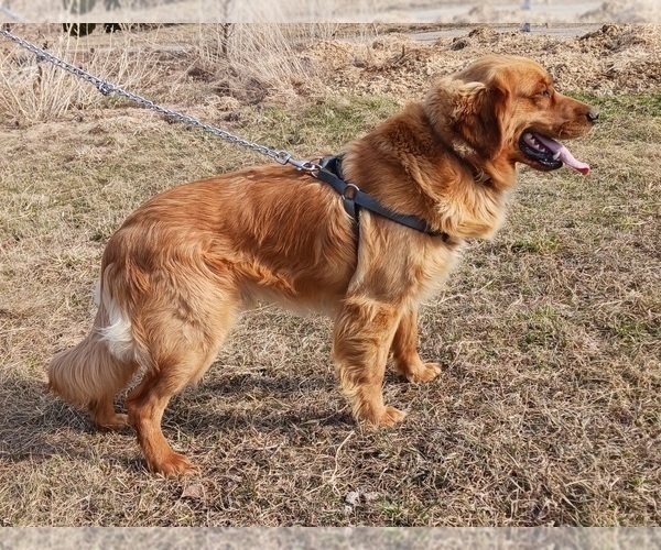 Medium Photo #1 English Cream Golden Retriever-Newfoundland Mix Puppy For Sale in SHEBOYGAN FALLS, WI, USA