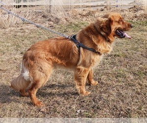 Father of the English Cream Golden Retriever-Newfoundland Mix puppies born on 02/04/2026