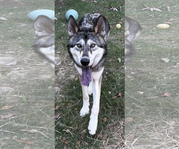Medium Photo #1 Gerberian Shepsky Puppy For Sale in Wetumpka, AL, USA