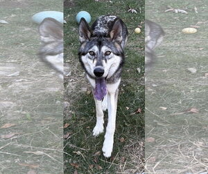 Gerberian Shepsky Dogs for adoption in Wetumpka, AL, USA