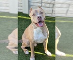 Small #3 American Staffordshire Terrier Mix